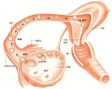 催乳素高对排卵的影响及升高原因
