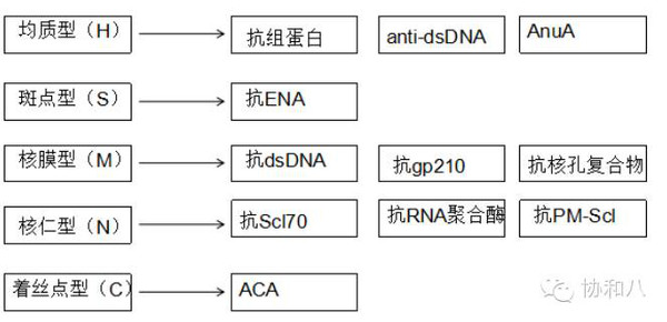 如何才能读懂你,我的抗核抗体
