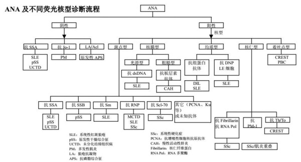 如何才能读懂你,我的抗核抗体