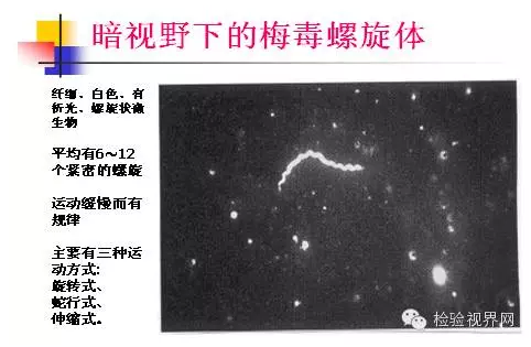 梅毒抗体和滴度检测在梅毒诊断和治疗中的应用