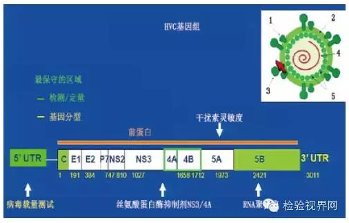 HCV感染诊断和管理中的检测问题之病例2