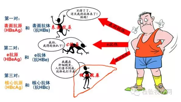 乙肝五项指标都有什么意义？