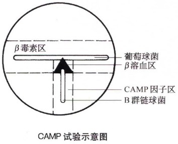 巧用血平板 99% 的人没见过