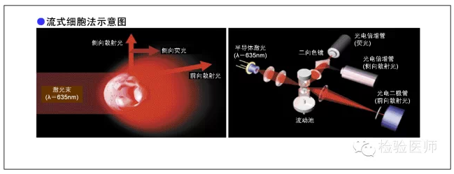 “自相矛盾”的尿常规