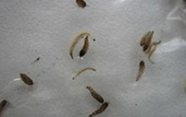 【检验临床面对面】粪便标本中的神秘生物