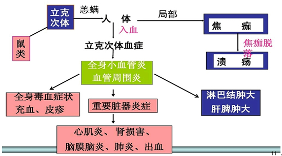 【检验临床面对面】小小的虫子叮了口，不疼不痒却险些丧命 ...