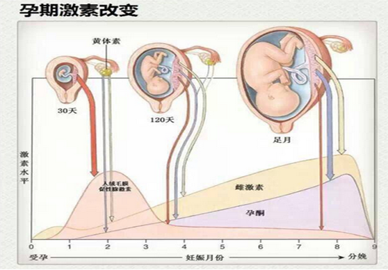 孕期高血脂的误判