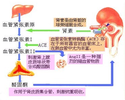 高血压实验室诊断的五大“法宝”